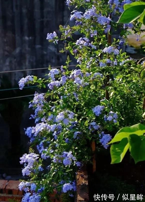 2种花不怕热,越热越开花,一开200多天,现在种1个月就开爆!