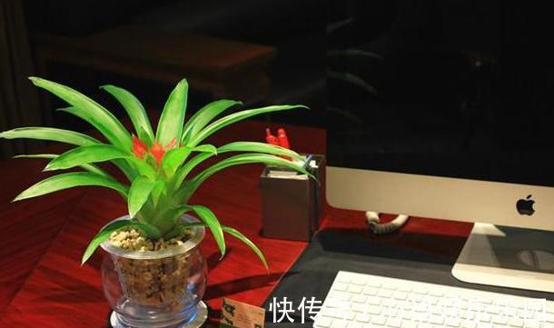 补充水分|这些镇宅盆景摆放在客厅,可让人身心愉悦,最受富人青睐