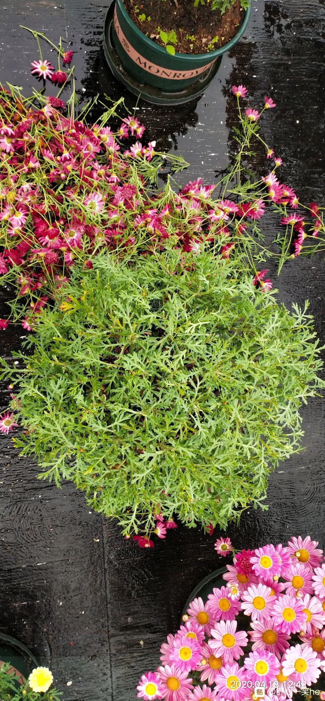 3种花,开败后狠心剪个秃头,下次开花会更猛!