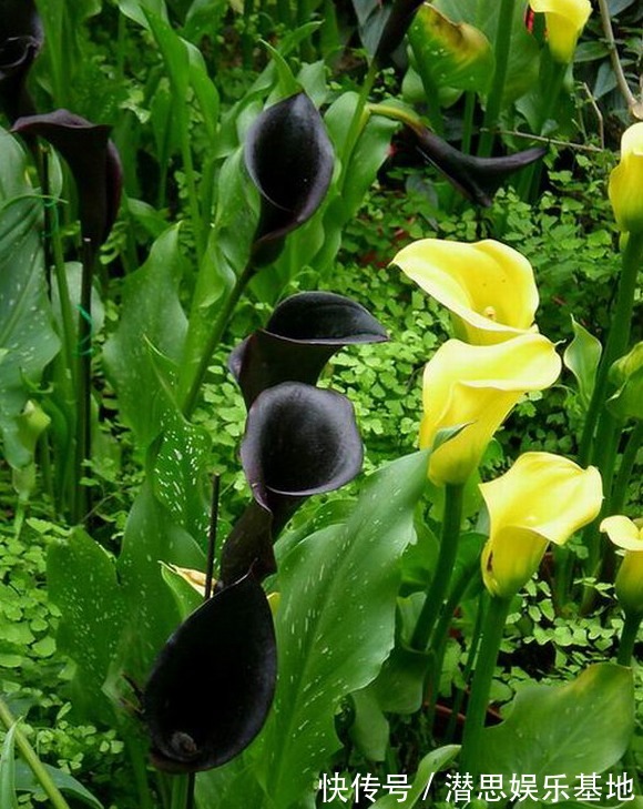 10种罕见的黑色花,都说很高贵,我怎么觉得诡异?