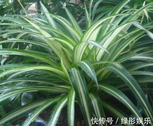 家里和办公室基本上都有的吊兰，你了解多少，真的会养吗