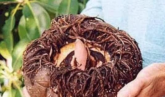 控制血糖|别嫌它难喝, 它可是糖尿病“救星”, 一天喝一杯, 降低血糖不再高