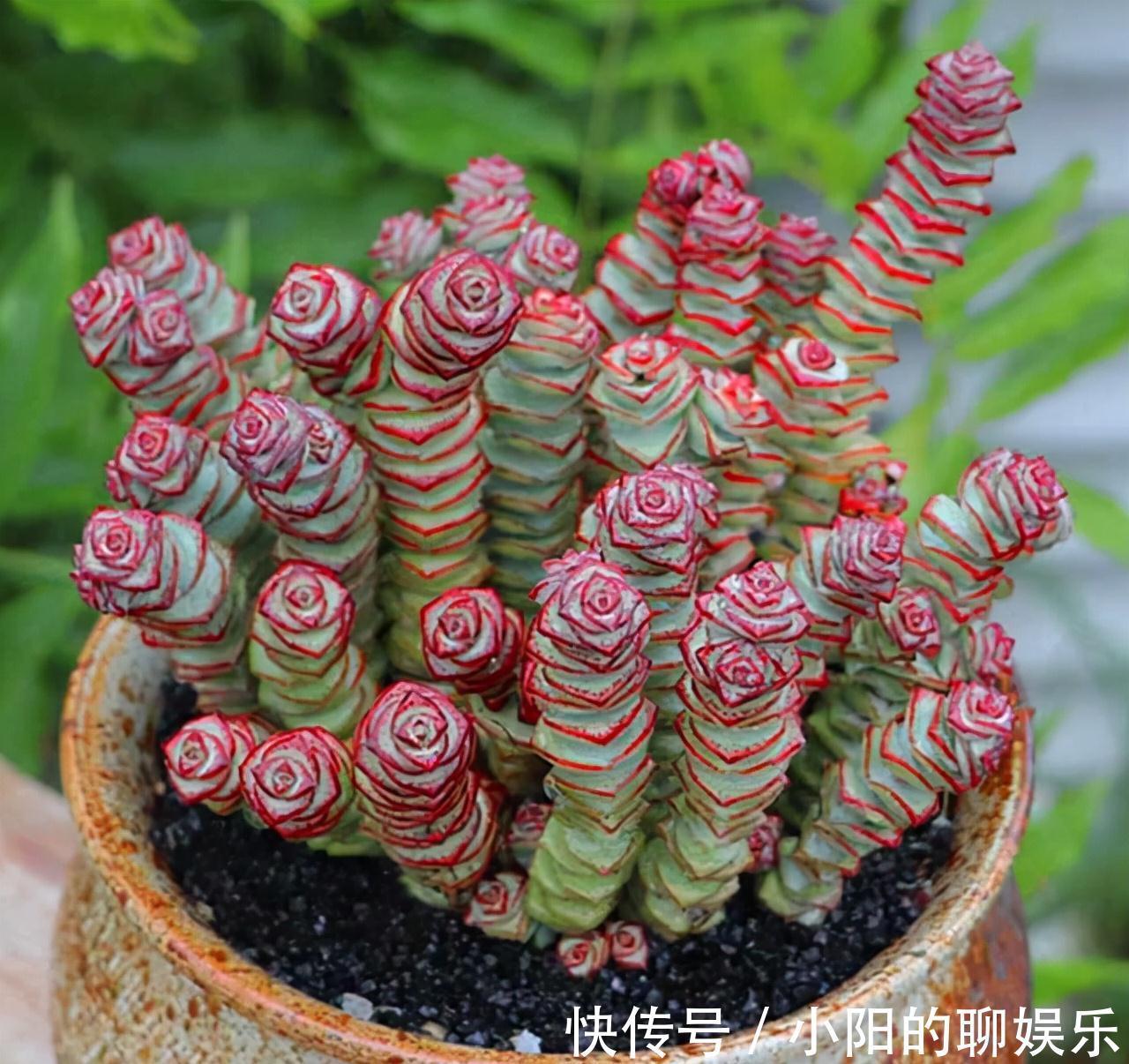 7种带“钱”字的花,寓意好、观赏价值高,都喜欢在家里栽培