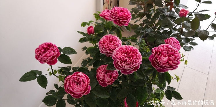 喜欢养花，不如养盆玛丽玫瑰，可媲美牡丹，是盆栽佳品