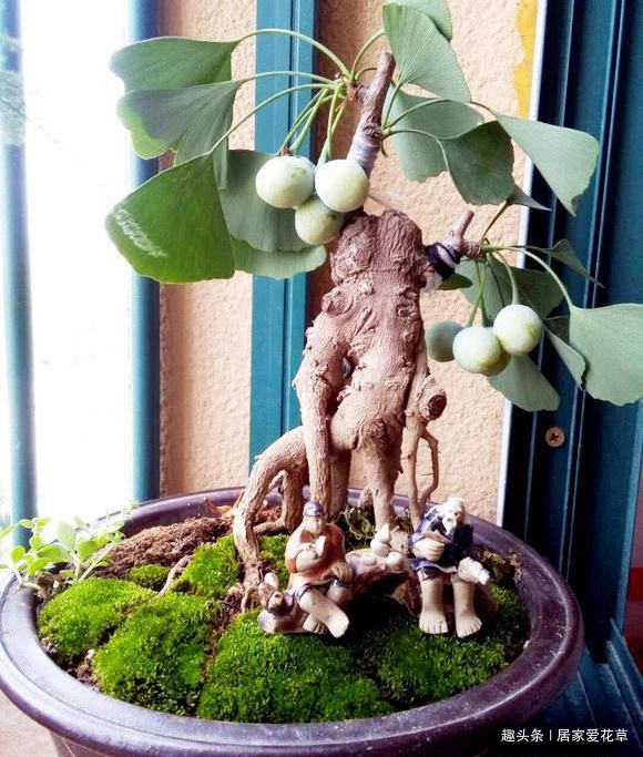 养了十年的银杏盆景,终于挂果了,朋友出2000元想买被拒绝!