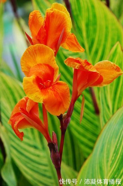 此花是一种生命力顽强的花，代表着坚实的未来，是拼搏的精神