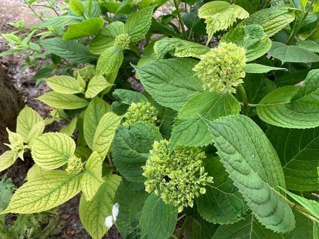 3种花都是“酸水”喂大的,每月浇点醋,黄叶消失,花满枝