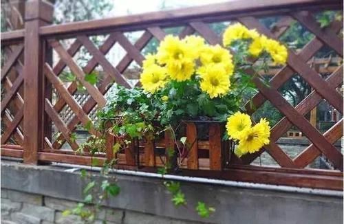 小秋千|晒晒我家40平小庭院，喝茶赏花岁月静好，邻居天天跑来蹭玩