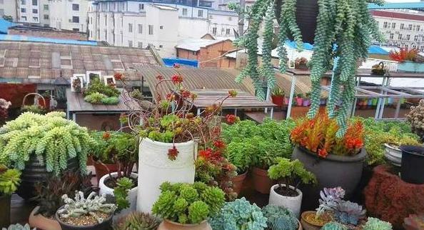 多肉养殖雷区多,植株容易长畸形该怎么办从3方面解决就够了