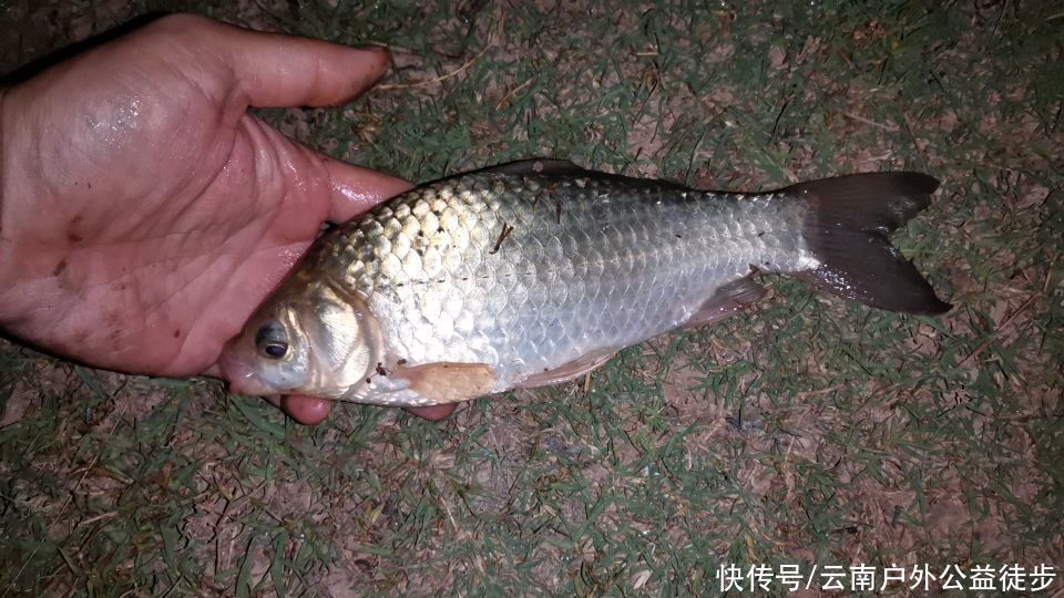 昆明|昆明周边楚雄鱼跳楼水库夜钓，老坛玉米挂钩，天亮终获野生大鲤鱼