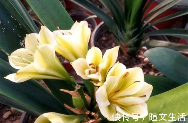 生活中给君子兰吃上“3种”东西,长得根旺叶绿,年年都开花
