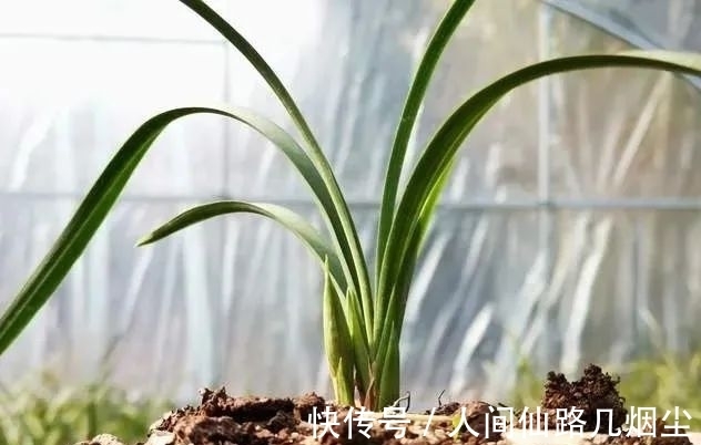 寒露时节,如何管理兰花?只需一个小技巧,花苞更健壮开花更香