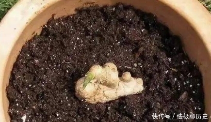 保存生姜有妙招,教你巧用“5物”,生姜不发芽不腐烂,随用随取