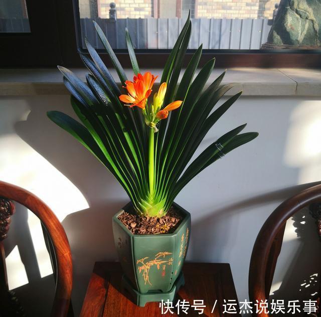 公认的“六种健康花”,建议至少养一盆,好看好吃,有些还喷香