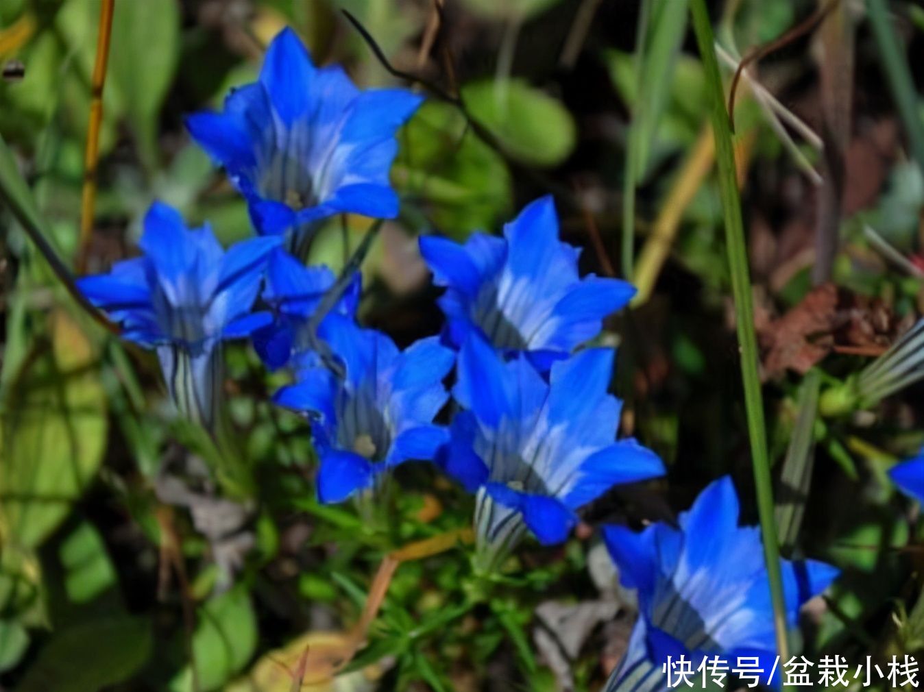 若去野外爬山，见到此植物，别犹豫，摘下来带回家