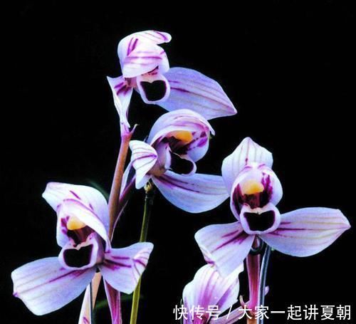 花色|此兰花曾经价格不菲,现在几块钱就能买一盆,花色罕见,值得入手