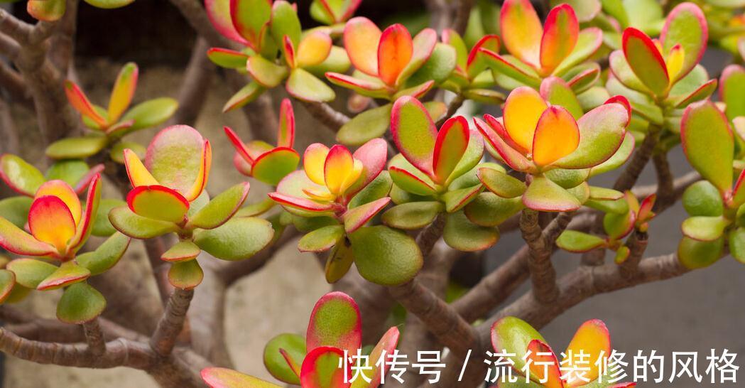 叶片|玉树叶片发软，能不能救活，恢复肉嘟嘟的叶片，攻略在这里