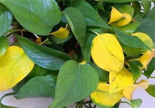 绿萝也要补营养,浇水的时候加一点,叶子不黄有精神!