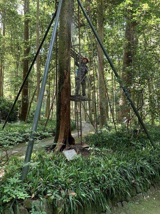 枫香|西湖边古树迎来“年度体检” 云栖竹径千岁“枫香”打针复健