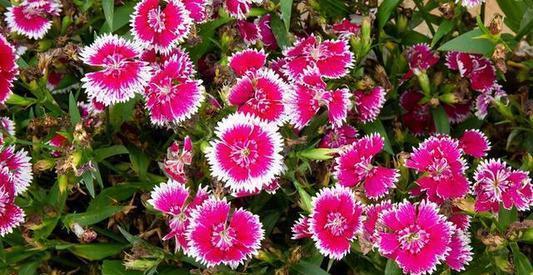 蓝雪花|喜欢养花,推荐你种这4款,耐寒又耐热,夏天开出一片花海