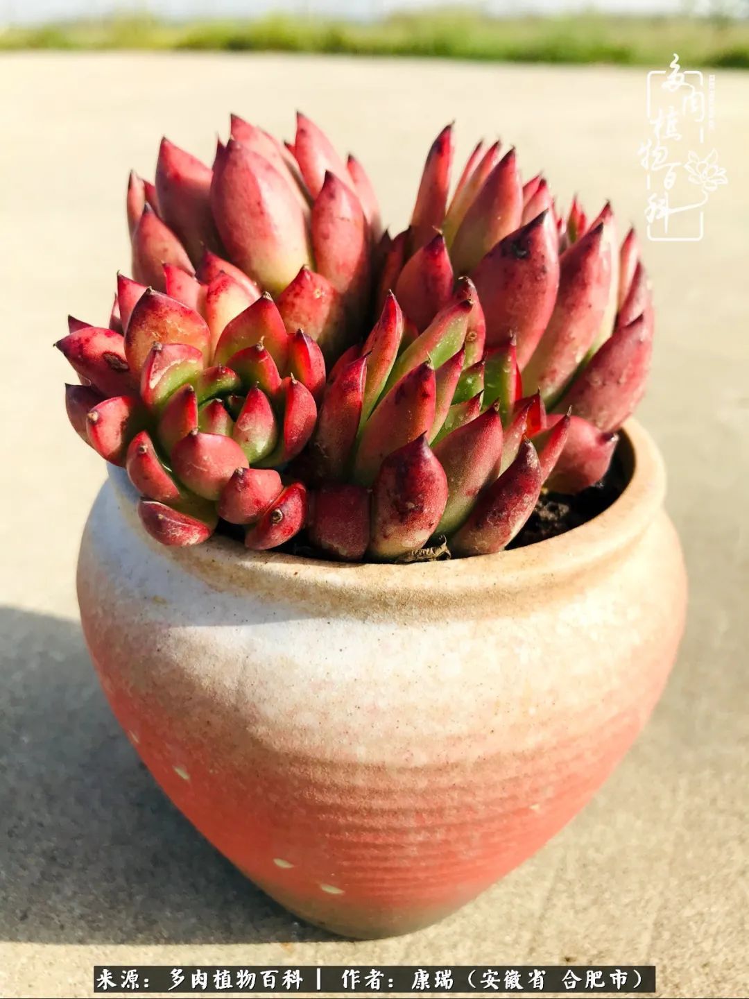 养肉之路，道阻且长，累的是身体，净的是心灵！