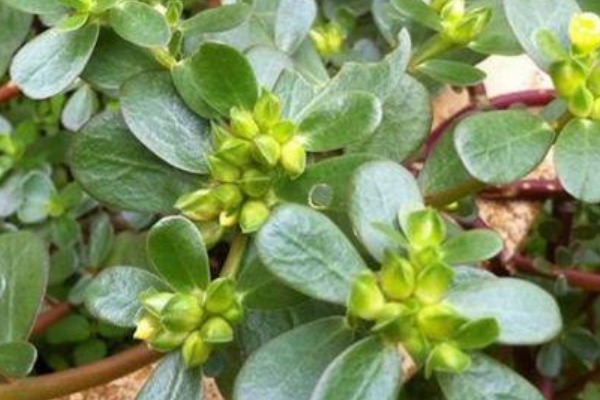 白发|马齿笕加一宝泡一泡，白发变黑发，秃发没了，用过的人都说好！