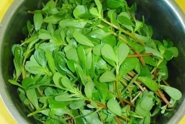 农村人|农村人经常吃的野菜,很多城里人都没见过,被称为“长寿菜”!