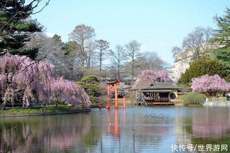 纽约布鲁克林植物园：亲近自然沉醉花海