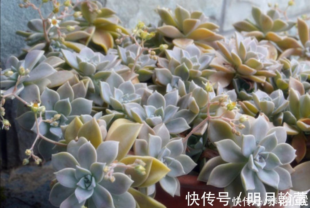 夏天多肉烂根？主要由三大原因造成，及时调整养护方法