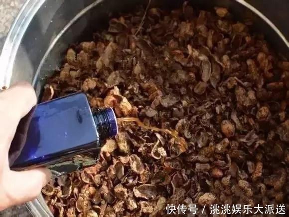 花卉|这2种“肥”长寿花最喜欢！盆里放一点，叶片肉嘟嘟，开花爱爆盆