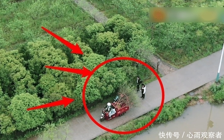 节目 何炅差点被树苗刮到脸,看到杨紫的下意识反应,难怪她人缘这么好