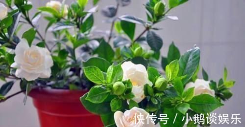 种花|“7种花”适合养家里，一年四季都能养，开花迷人，一盆养好多年