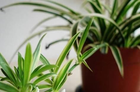 吊兰|养吊兰做好这几点，不会干尖黄叶，还能从中抽新枝