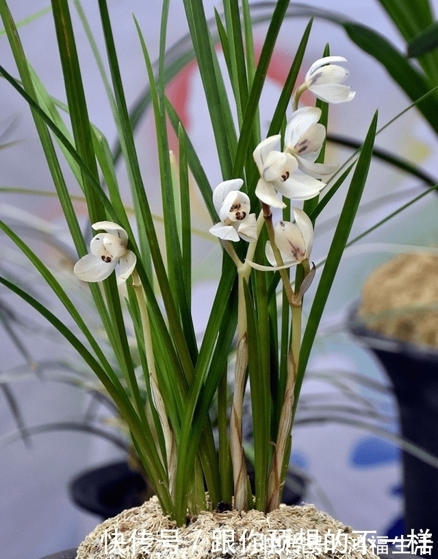 兰花有“三喜三怕”,顺着它养护,顺利春化,独苗绽放层叠群兰