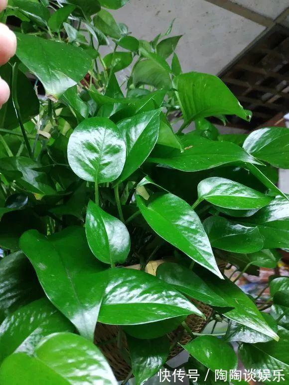 肥料|绿萝的最爱,家家都有,2周喂一点,叶子油绿翠亮,新叶巴掌大