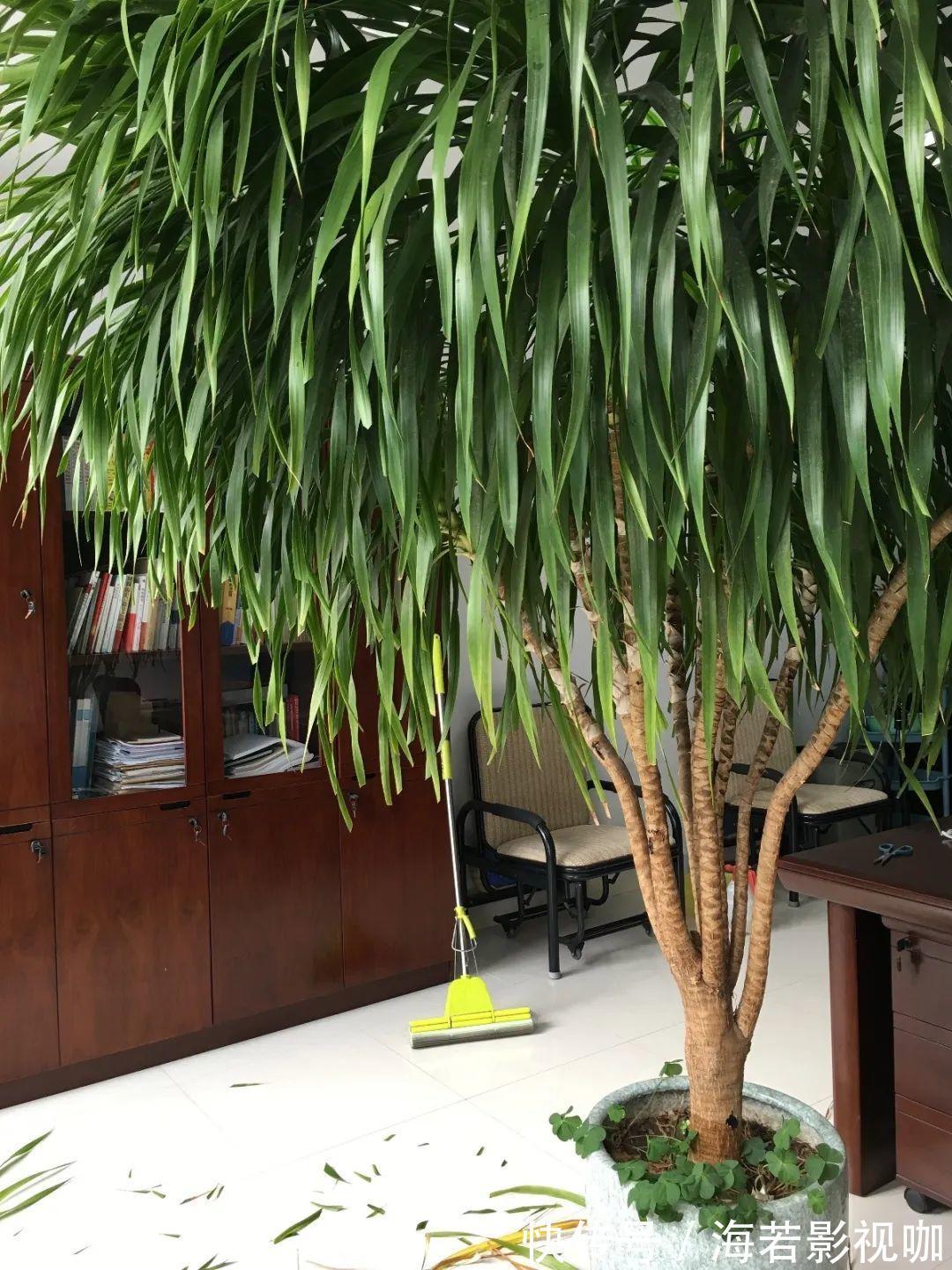 龟背竹|30年的芦荟，20年的龟背竹，硬生生把花养成了树！