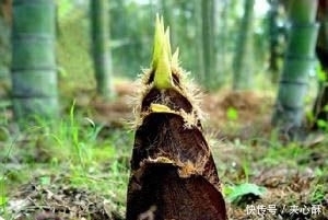 野菜|此些人见人爱的野菜,能活血补血,还抗衰老抗氧化 ,你值得拥有