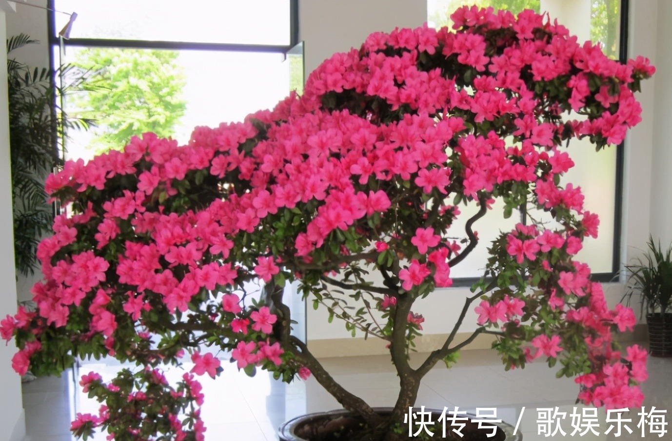 君子兰|容易被水浇死的“14种花”,手太勤反而养不活