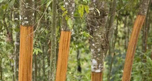 西施|有一味中药补火壮阳,散寒止痛,活血通经。生活中常用来炖肉