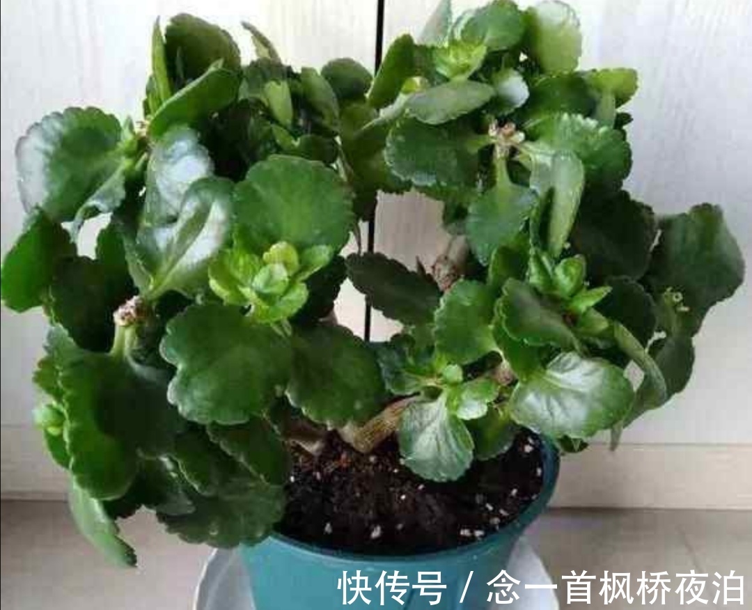 长寿花枝条太乱,秋天剪一剪,补上“1种肥”,呼呼冒花苞