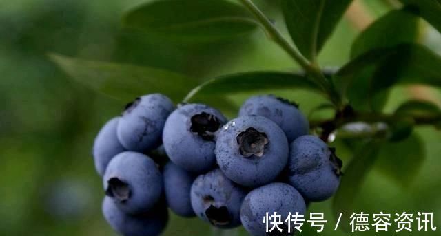 甲状腺肿大|对身体最好的3种食物，营养丰富、延缓衰老，好吃又不贵