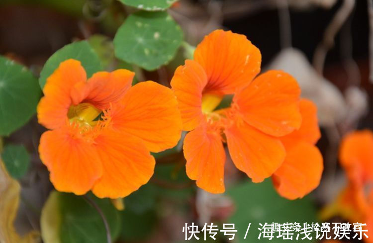 喜欢菊花,不如养盆“开花机器”仙客来,似可爱小鸟,夺人眼目