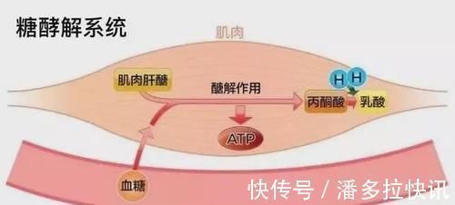 磷酸|作为跑者你知道跑步时身体是怎样供能的吗？揭秘人体三大供能系统