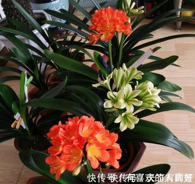 张大爷|张大爷养花,用“2种水”轮流浇,没想到,1年养出漂亮“小花园”