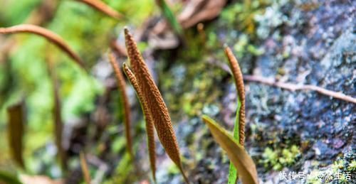 神农尝百草|藏在墙缝里的一颗野草,俗称穷人的“降压药”,一斤只要2块钱!