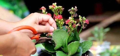 蟹爪兰长寿花,开完花,埋点料,叶片肥厚像猪耳朵,花开成棒棒糖