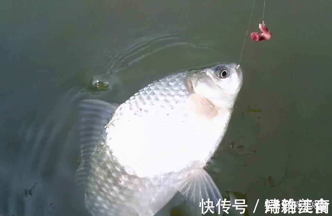 深秋鱼口轻难钓？不妨让饵料“舞动”起来，或许可以改变这种窘境