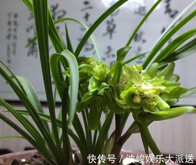 绿化|兰花被我养得面黄肌瘦黄叶掉叶怎么办3点措施还可以拯救一下