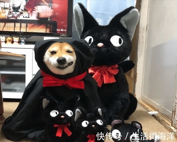 间谍|来自汪星的间谍,经常游走各种动漫本汪可塑性还是很高滴!