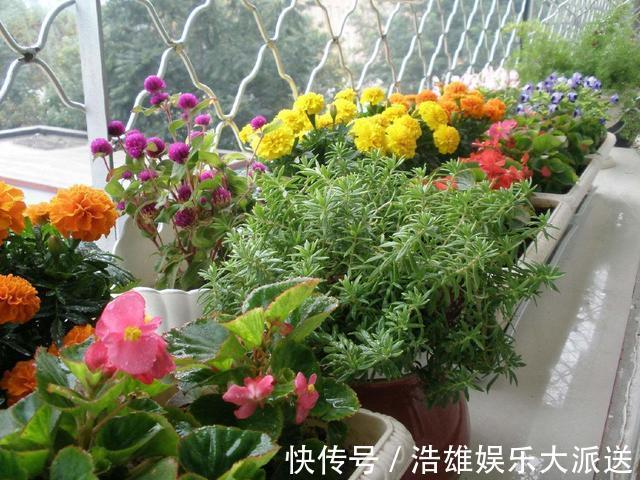 杀手|养花“坏毛病”改掉！小心啥也养不成，变成养花“杀手”